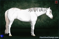 Horse Color:Chestnut Sabino