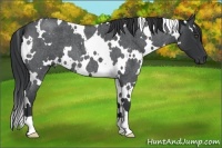 Horse Color:White Spotted Blue Roan 