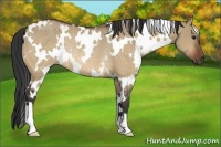 Horse Color:White Spotted Bay Dun Rabicano
