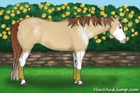 Horse Color:White Spotted Red Dun Splash