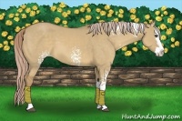 Horse Color:White Spotted Palomino Dun Sabino Splash