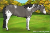 Horse Color:White Spotted Grullo