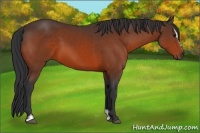 Horse Color:Bay Sabino