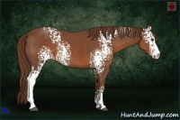 Horse Color:White Spotted Chestnut Sabino Rabicano 