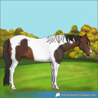 Horse Color:Brown Tobiano 