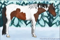 Horse Color:Bay Tobiano