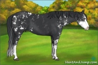 Horse Color:Black Sabino Splash 