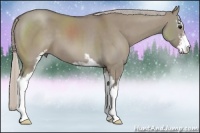 Horse Color:Silver Grullo Sabino 