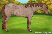 Horse Color:Red Roan