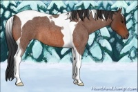 Horse Color:Bay Roan Tobiano