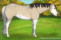 Horse Color:Buckskin Roan Dun Splash 