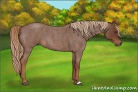 Horse Color:Red Roan 