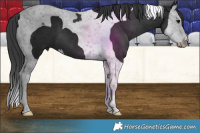 Horse Color:Black Splash Tobiano 