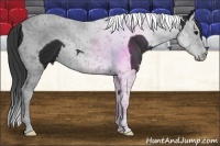 Horse Color:Black Splash Tobiano 