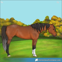 Horse Color:Bay 