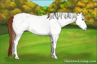 Horse Color:White Spotted Red Dun 