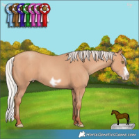 Horse Color:Silver Amber Champagne Frame 