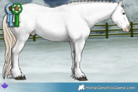 Horse Color:Liver Chestnut Appaloosa 