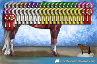 Horse Color:Bay Splash Rabicano
