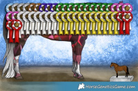 Horse Color:Bay Splash Rabicano
