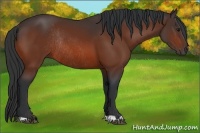 Horse Color:Bay Rabicano 