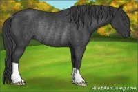 Horse Color:Black Rabicano 