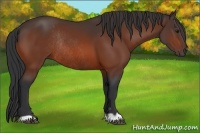 Horse Color:Bay Rabicano 