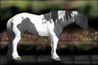 Horse Color:Blue Roan Tobiano