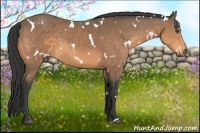 Horse Color:White Spotted Buckskin