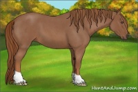 Horse Color:Red Roan 