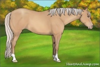 Horse Color:Silver Amber Champagne 