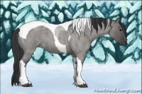 Horse Color:Grullo Roan Tobiano