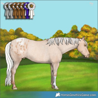Horse Color:Silver Amber Champagne Appaloosa Rabicano 