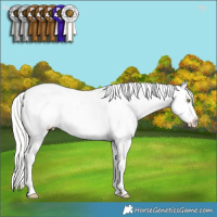 Horse Color:Silver Amber Champagne Appaloosa Rabicano 