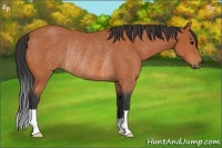 Horse Color:Bay Rabicano 