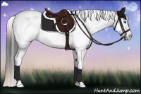 Horse Color:White Spotted Bay Dun Splash Tobiano Frame Appaloosa Rabicano 