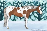 Horse Color:Silver Bay Splash Tobiano 