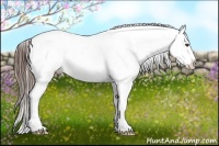 Horse Color:Liver Chestnut Appaloosa