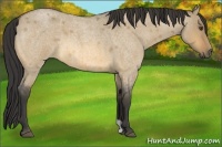 Horse Color:Buckskin Roan Dun Frame 