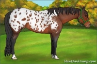 Horse Color:Bay Roan Appaloosa
