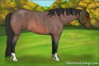 Horse Color:Bay Roan 
