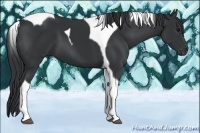 Horse Color:Black Tobiano