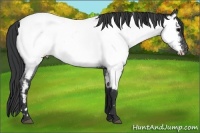 Horse Color:White Spotted Blue Roan Appaloosa