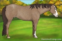 Horse Color:Classic Champagne Splash Frame