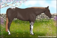 Horse Color:Liver Chestnut Tobiano 