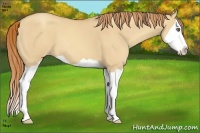 Horse Color:Gold Champagne Dun Splash 