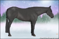 Horse Color:Smoky Black Sabino