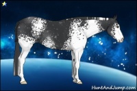 Horse Color:White Spotted Black 