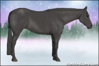 Horse Color:Smoky Black Sabino