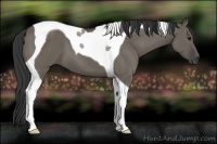 Horse Color:Smoky Grullo Tobiano